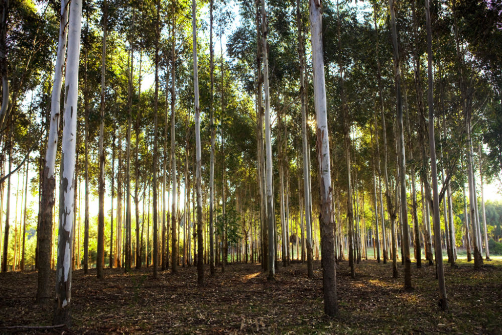Altripan NV exceeds the threshold of 90% sustainably certified materials Altripan NV exceeds the threshold of 90% sustainably certified materials